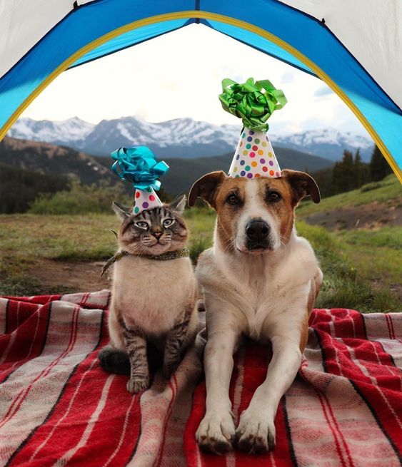 Beagle’s Birthday Bliss: A Joyful Celebration with Gray Cat Best Friend