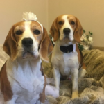 The Cherished Beagle’s Vital Role in the Wedding Celebration