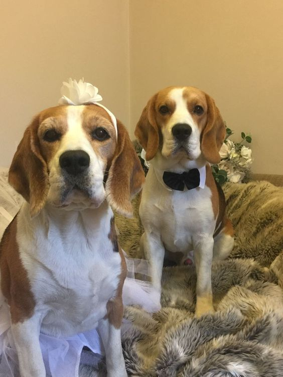 The Cherished Beagle’s Vital Role in the Wedding Celebration