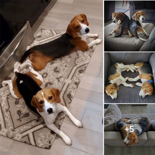 Inseparable Companions - The Heartwarming Friendship of Two Beagle Dogs