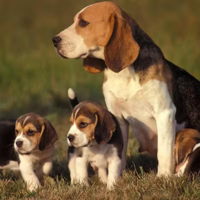“Celebrating Motherhood: Beagle Welcomes Four Beautiful Puppies into the World”