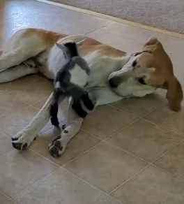 A playful baby goat turns a patient dog into its own personal playground