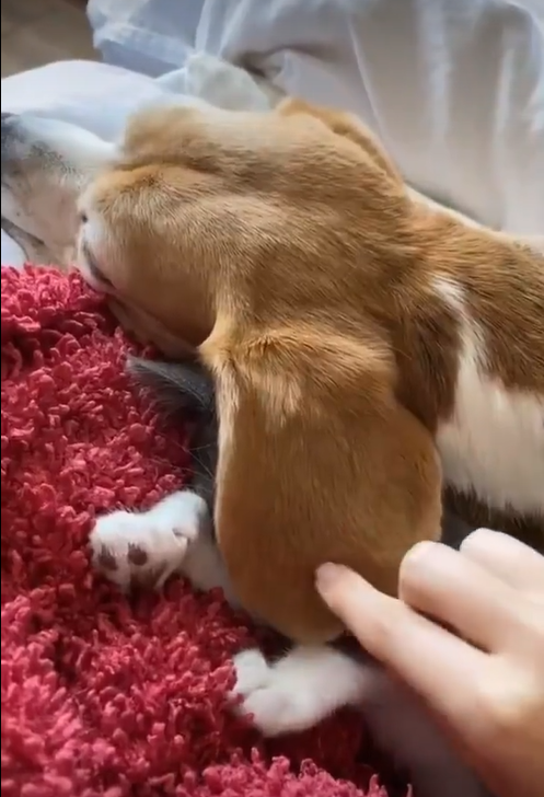 Tender Scene: Beagle’s Ears Serve as a Cozy Cover for a Napping Kitten
