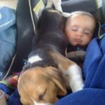 Beagle: The Friendly and Warm Companion to Newborns