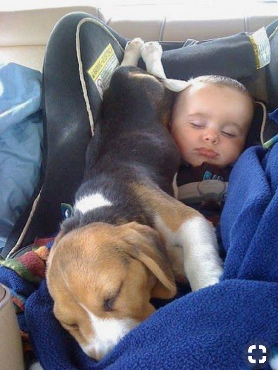 Beagle: The Friendly and Warm Companion to Newborns