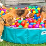 That sounds like an absolute blast! Louie and Marie must be having the time of their lives splashing around in the pool ball pit. What a pawsitively perfect way to celebrate Louie’s birthday! 🎉🐾