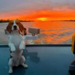 Beagle Strikes a Pose on a Boat as the Red Sun Sets Over the Sea