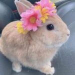 Let’s explore the captivating beauty of the rabbit