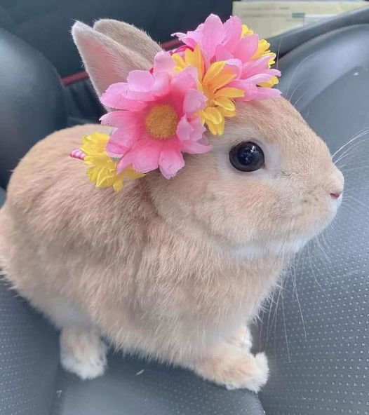 Let’s explore the captivating beauty of the rabbit