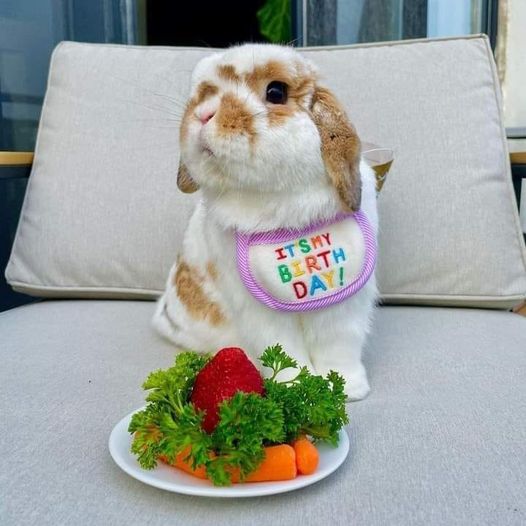 Happy Birthday to the charming bunny 