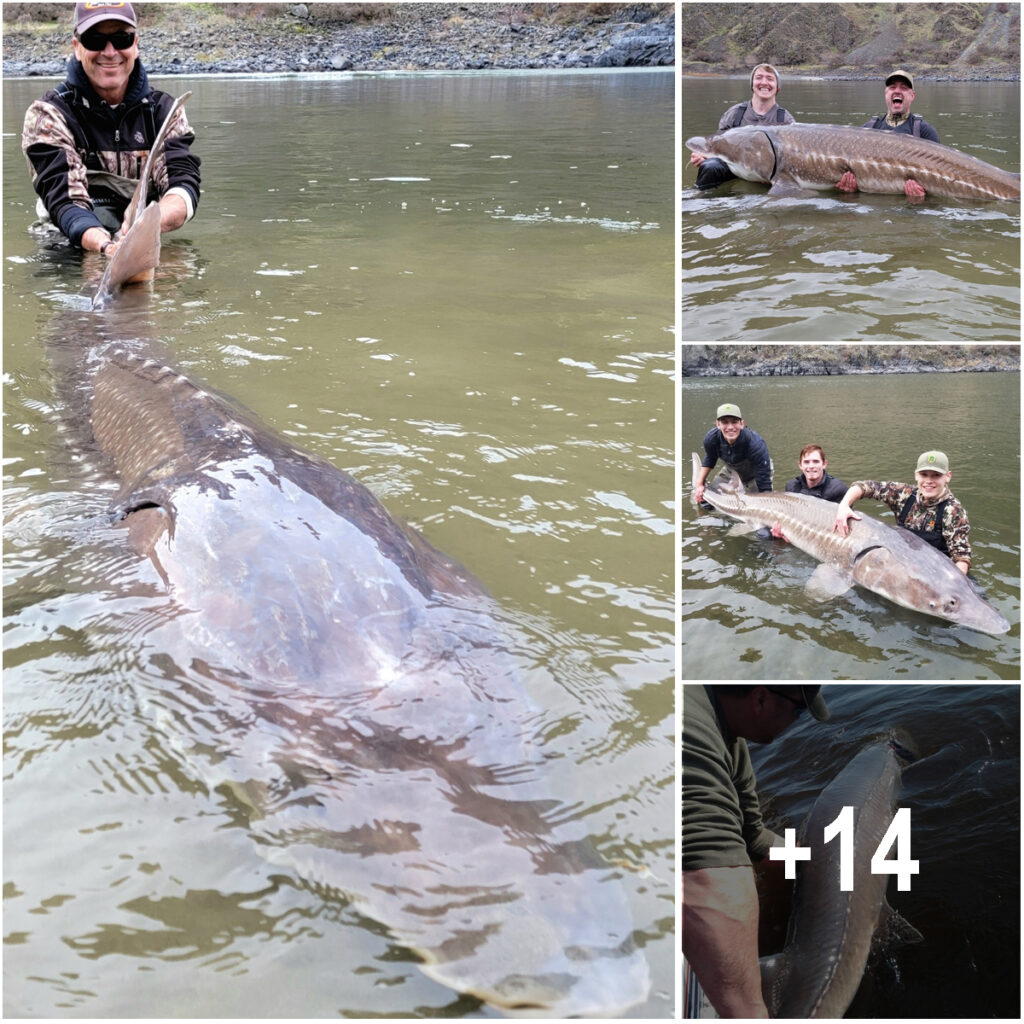 In a remarkable event, scientists and fishermen have made an extraordinary catch: a 125-year-old lake sturgeon, believed to be the largest ever caught in the United States and the oldest freshwater fish ever documented in the world.