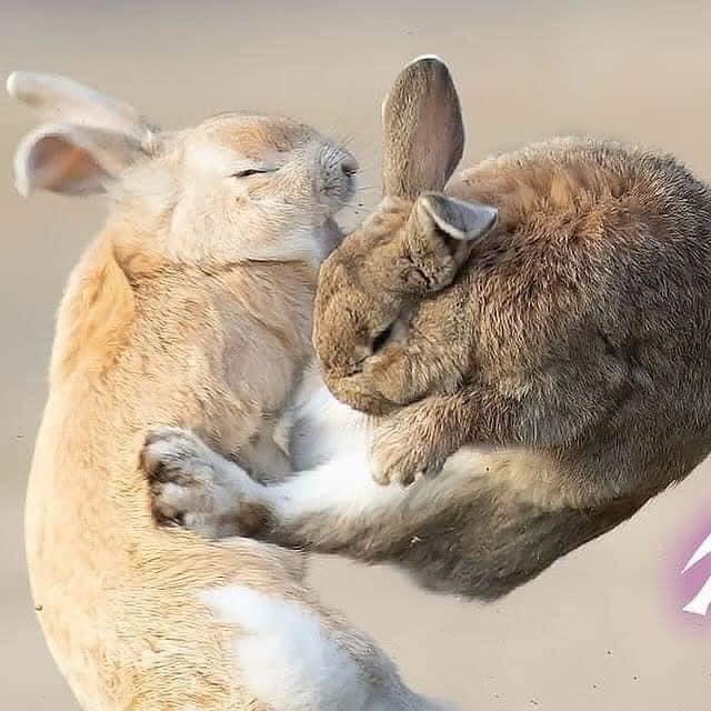 Dramatic mid-air battle between rabbits