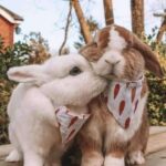 Bo and Be – The Mischievous Bunnies