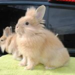 The Captivating Pair of Rabbits