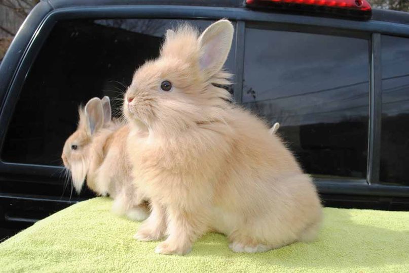 The Captivating Pair of Rabbits