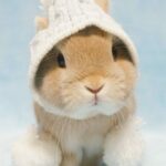 The cuteness of bunnies