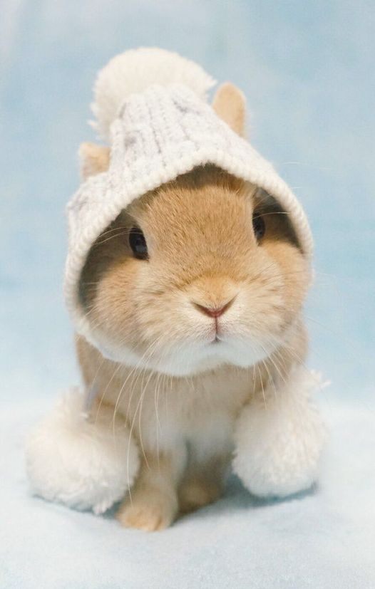 The cuteness of bunnies