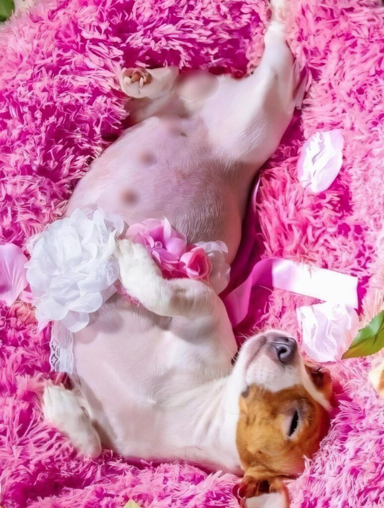 Beautiful Beagle Captivates Millions with Adorable Maternity Photoshoot
