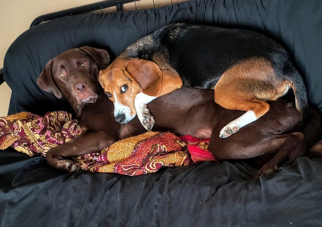 Beagle’s Quirky Habit: Snoozing on Top of Fellow Canine Comrades