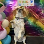 “Happiness of a Beagle: Celebrating Third Birthday with Beloved Companion”