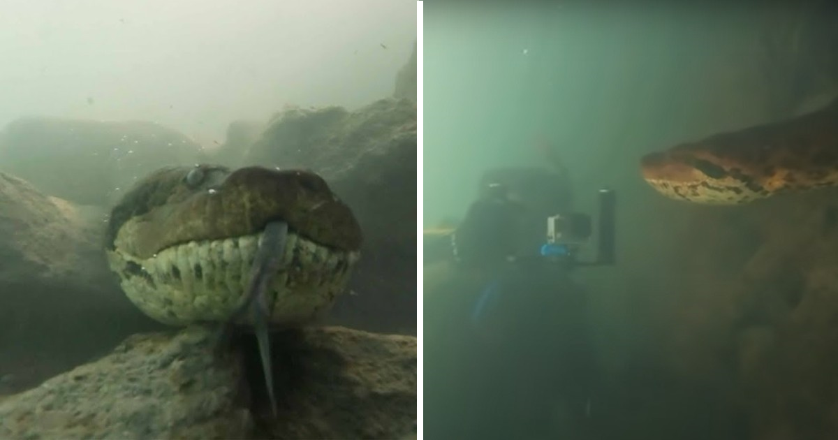 Diver Has an Astonishing Face-to-Face Encounter with a Giant Anaconda