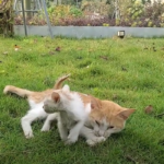 Tears flowed as the young kitty in an abandoned park begged for help for its mother.