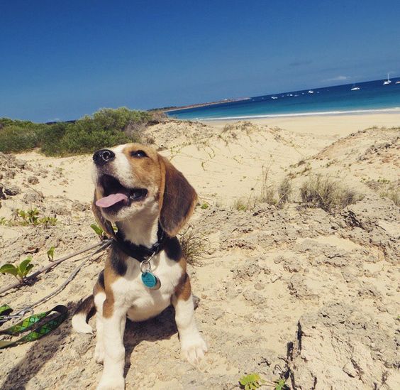 A Beach Day Adventure: Two Well-Behaved Beagles Enjoy a Day Out with Their Owner