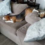 “Exhausted Beagle: A Hard Day’s Work at Home”
