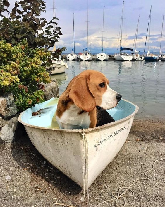 Everyday Adventures: The Adorable Beagle’s Love for Boat Rides