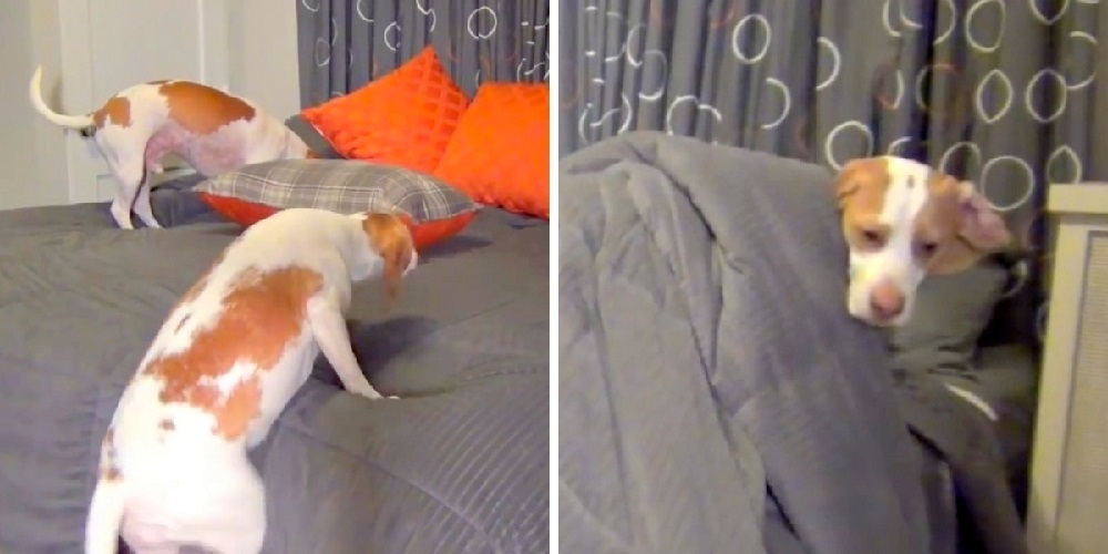 Canine Caught Red-Pawed in Bed, Mom’s Clever ‘Consequence’ Turns Heads