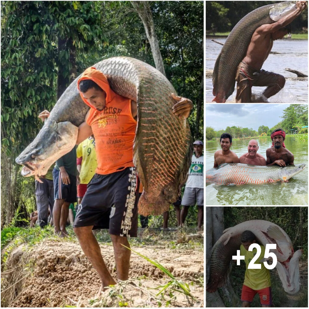Arapaima gigas, commonly known simply as arapaima, is one of the largest freshwater fish species in the world.