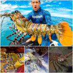 A scuba diver discovers a massive crayfish in the crystal