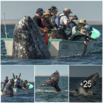 Hilarious Moment as Sneaky Whale Surprises Sightseers from Behind While They Look the Other Way