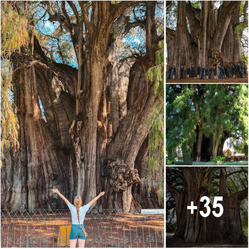 The Incredible Tree of Tule: A 2,000-Year-Old Living Wonder in Oaxaca, Mexico