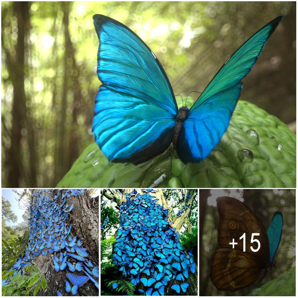 The Amazing Mutant Butterfly That Can Change Colors at Will and Glow for 48 Hours Straight to Attract a Mate