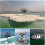 “Tree of Life” Flourishes on Salt Island in the Heart of the Dead Sea