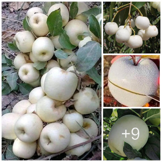 A unique white apple variety with remarkable uses grows atop a mountain in Australia.