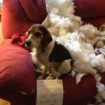 Apologetic Beagle: A Tale of Remorse After Sofa Mishap