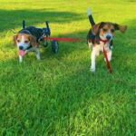 “Unbreakable Bond: Beagle Overcomes Adversity with the Support of a Loyal Companion”