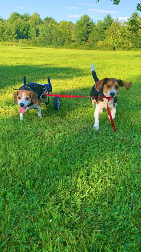 “Unbreakable Bond: Beagle Overcomes Adversity with the Support of a Loyal Companion”