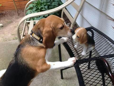 “The Heartbreaking Tale of the Abandoned Beagle: A Journey to Independence”