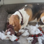 Playful Beagle’s Joyous Romp with Teddy Bear