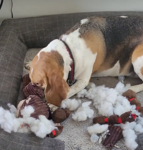 Playful Beagle’s Joyous Romp with Teddy Bear