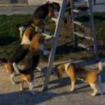 The Brave Beagle Conquers the Ladder with Team Encouragement
