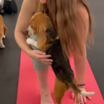 “Paws for Relaxation: Beagle Assistants Bring Joy to Yoga Studio”