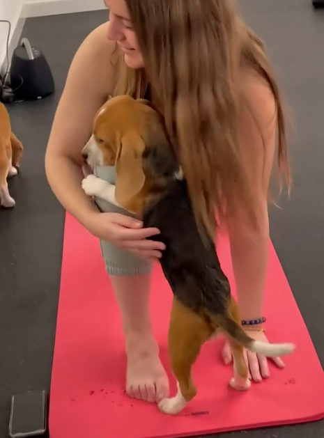 “Paws for Relaxation: Beagle Assistants Bring Joy to Yoga Studio”