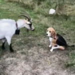 “Heartwarming Gesture: Elderly Goat Comforts Lonely Beagle” (video)