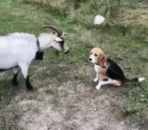 “Heartwarming Gesture: Elderly Goat Comforts Lonely Beagle” (video)