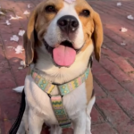 The Enchanting Tale of a Flower-Loving Beagle