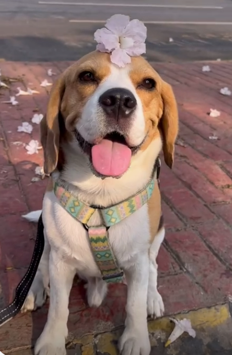 The Enchanting Tale of a Flower-Loving Beagle